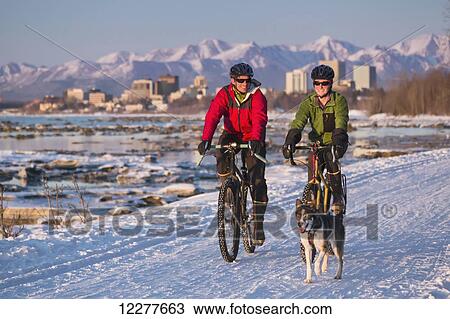 Bicyclists on the Tony Knowles Costal Trail led by an Alaskan Husky with downtown Anchorage in the background, Southcentral Alaska, USA, Winter View Large Photo Image Stock Image - Bicyclists on the Tony Knowles Costal Trail led by an Alaskan Husky with downtown Anchorage in the background, Southcentral Alaska, USA, Winter. Fotosearch