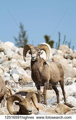Bighorn Sheep (Ovis canadensis) rams, Rocky Mountain National Park; Colorado, United States of America View Large Photo Image Stock Photograph - Bighorn Sheep (Ovis canadensis) rams, Rocky Mountain National Park; Colorado, United States of America. Fotosearch