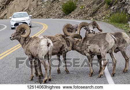 Stock Photograph - Bighorn Sheep (Ovis canadensis) blocking traffic on a road in Yellowstone National Park; Wyoming, United States of America. Fotosearch