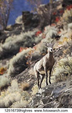Stock Photograph - Bighorn sheep (Ovis canadensis) standing on rocks; Canada. Fotosearch