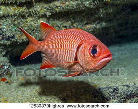 Stock Photograph - Bigscale Soldierfish (Myripristis berndti) near tephra layers, a product of volcanism, off Ni'ihau Island, near Kauai, Hawaii, during the spring; Kauai, Hawaii, United States of America. Fotosearch