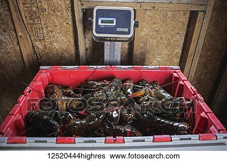 Bin of lobsters being weighed on a scale in Northern Newfoundland; Newfoundland and Labrador, Canada View Large Photo Image Stock Photograph - Bin of lobsters being weighed on a scale in Northern Newfoundland; Newfoundland and Labrador, Canada. Fotosearch