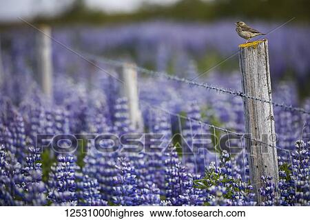 Stock Photograph - Bird on a fence with lupines in the Icelandic landscape, Snaefellsness Peninsula; Iceland. Fotosearch