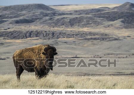 Bison (bison bison) grazing at sunset, Grasslands National Park; Saskatchewan, Canada View Large Photo Image Stock Photograph - Bison (bison bison) grazing at sunset, Grasslands National Park; Saskatchewan, Canada. Fotosearch