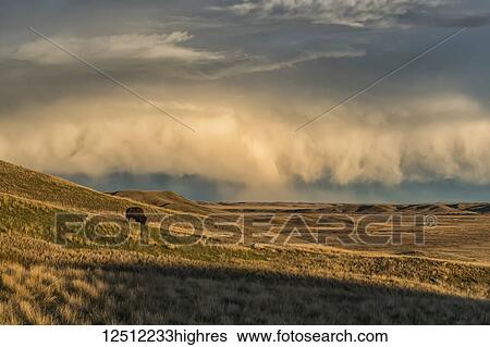 Bison (bison bison) grazing at sunset, Grasslands National Park; Saskatchewan, Canada View Large Photo Image Stock Photograph - Bison (bison bison) grazing at sunset, Grasslands National Park; Saskatchewan, Canada. Fotosearch