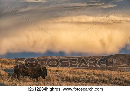 Bison (bison bison) grazing at sunset, Grasslands National Park; Saskatchewan, Canada View Large Photo Image Stock Photograph - Bison (bison bison) grazing at sunset, Grasslands National Park; Saskatchewan, Canada. Fotosearch