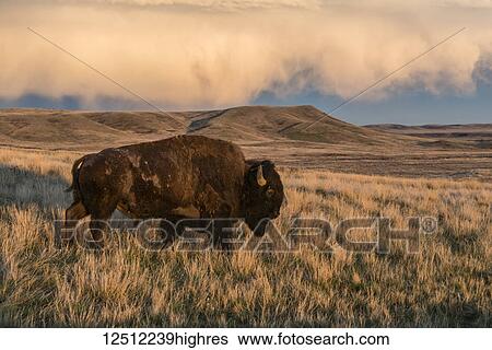 Bison (bison bison) grazing at sunset, Grasslands National Park; Saskatchewan, Canada View Large Photo Image Stock Photograph - Bison (bison bison) grazing at sunset, Grasslands National Park; Saskatchewan, Canada. Fotosearch