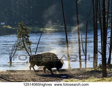 Bison (bison bison) in the dust beside Yellowstone River in Yellowstone National Park; Wyoming, United States of America View Large Photo Image Stock Photograph - Bison (bison bison) in the dust beside Yellowstone River in Yellowstone National Park; Wyoming, United States of America. Fotosearch