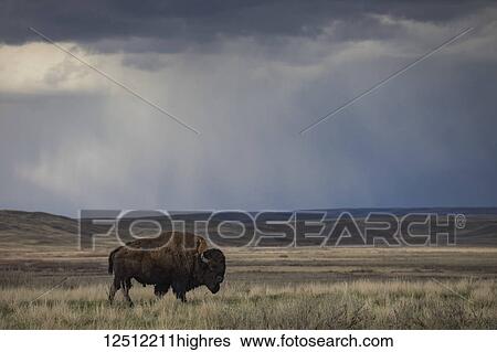 Stock Photograph - Bison (bison bison) walking in the prairies, Grasslands National Park; Saskatchewan, Canada. Fotosearch