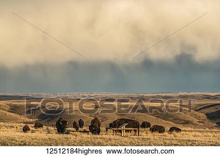 Stock Photograph - Bison in Grasslands National Park, Saskatchewan, under a stormy sky; Val Marie, Saskatchewan, Canada. Fotosearch