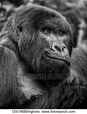 Stock Photograph - Black and white close-up portrait of a gorilla; Northern Province, Rwanda. Fotosearch