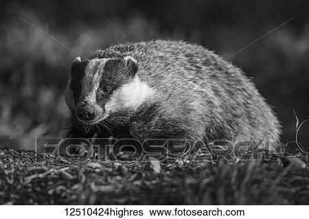 Stock Photograph - Black and white image of a Badger (Mustelidae); Dumfries and Galloway, Scotland. Fotosearch