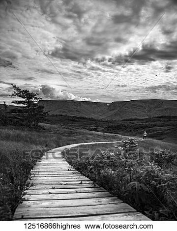 Black and white image of a wooden boardwalk stretching across a landscape with a man in the distance; Bonavista, Newfoundland and Labrador, Canada View Large Photo Image Stock Photograph - Black and white image of a wooden boardwalk stretching across a landscape with a man in the distance; Bonavista, Newfoundland and Labrador, Canada. Fotosearch
