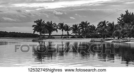 Black and white image of palm trees along a coastline under a cloudy sky; Belize View Large Photo Image Stock Photograph - Black and white image of palm trees along a coastline under a cloudy sky; Belize. Fotosearch