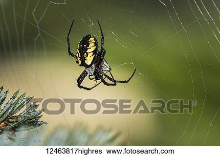 Stock Photograph - Black and yellow garden spider wraps up it's prey in a web; Astoria, Oregon, United States of America. Fotosearch