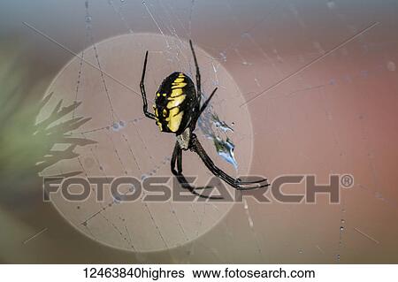 Black and yellow scary looking garden spider clings to a web; Astoria, Oregon, United States of America View Large Photo Image Stock Photograph - Black and yellow scary looking garden spider clings to a web; Astoria, Oregon, United States of America. Fotosearch