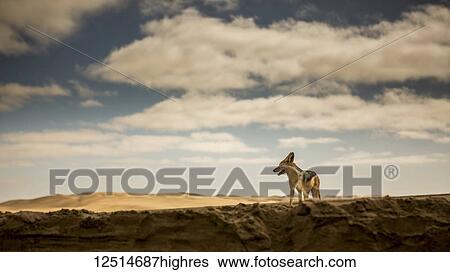 Stock Photograph - Black-Backed Jackal (Canis mesomelas) in the desert of Namibia; Swakopmund, Erongo Region, Namibia. Fotosearch