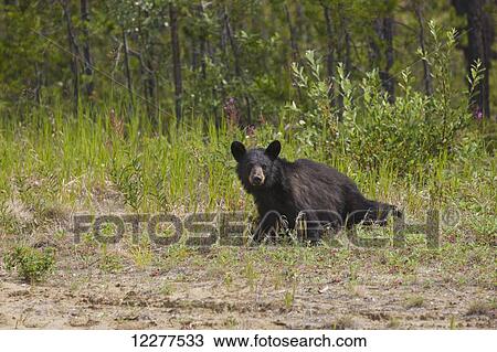 Black Bear amongst wild strawberries along the Alaska Highway, Yukon Territory, Canada, Summer View Large Photo Image Stock Image - Black Bear amongst wild strawberries along the Alaska Highway, Yukon Territory, Canada, Summer. Fotosearch
