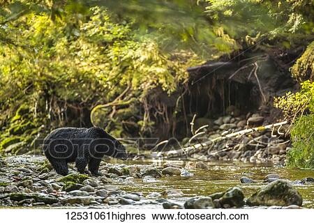 Stock Photograph - Black bear (Ursus americanus) fishing in a stream in the Great Bear Rainforest; Hartley Bay, British Columbia, Canada. Fotosearch