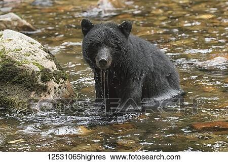 Stock Photograph - Black bear (Ursus americanus) fishing in a stream in the Great Bear Rainforest; Hartley Bay, British Columbia, Canada. Fotosearch