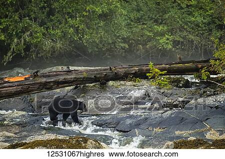Black bear (Ursus americanus) fishing in a stream in the Great Bear Rainforest; Hartley Bay, British Columbia, Canada View Large Photo Image Stock Photograph - Black bear (Ursus americanus) fishing in a stream in the Great Bear Rainforest; Hartley Bay, British Columbia, Canada. Fotosearch