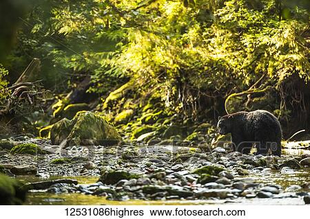Stock Photograph - Black bear (Ursus americanus) fishing in a stream in the Great Bear Rainforest; Hartley Bay, British Columbia, Canada. Fotosearch