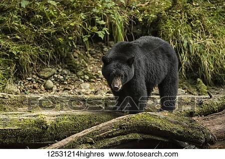 Stock Photograph - Black bear (Ursus americanus) fishing in the Great Bear Rainforest; Hartley Bay, British Columbia, Canada. Fotosearch