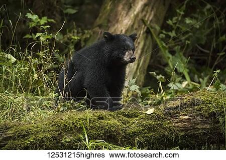 Black bear (Ursus americanus) fishing in the Great Bear Rainforest; Hartley Bay, British Columbia, Canada View Large Photo Image Stock Photograph - Black bear (Ursus americanus) fishing in the Great Bear Rainforest; Hartley Bay, British Columbia, Canada. Fotosearch