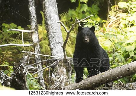Black bear (Ursus americanus) fishing in the Great Bear Rainforest; Hartley Bay, British Columbia, Canada View Large Photo Image Stock Photograph - Black bear (Ursus americanus) fishing in the Great Bear Rainforest; Hartley Bay, British Columbia, Canada. Fotosearch