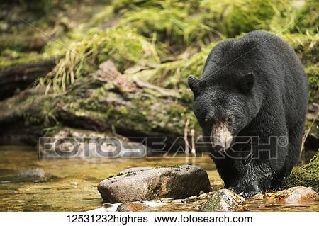 Stock Photograph - Black bear (Ursus americanus) fishing in the Great Bear Rainforest; Hartley Bay, British Columbia, Canada. Fotosearch