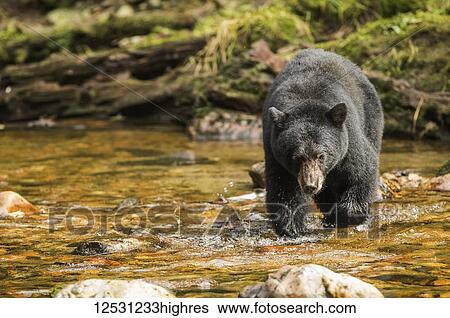 Stock Photograph - Black bear (Ursus americanus) fishing in the Great Bear Rainforest; Hartley Bay, British Columbia, Canada. Fotosearch