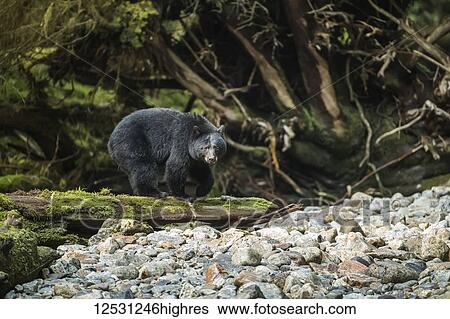 Black bear (Ursus americanus) fishing in the Great Bear Rainforest; Hartley Bay, British Columbia, Canada View Large Photo Image Stock Photograph - Black bear (Ursus americanus) fishing in the Great Bear Rainforest; Hartley Bay, British Columbia, Canada. Fotosearch