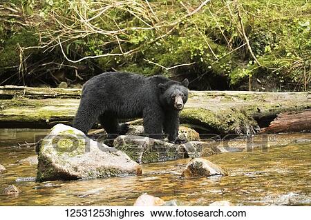 Black bear (Ursus americanus) fishing in the Great Bear Rainforest; Hartley Bay, British Columbia, Canada View Large Photo Image Stock Photograph - Black bear (Ursus americanus) fishing in the Great Bear Rainforest; Hartley Bay, British Columbia, Canada. Fotosearch