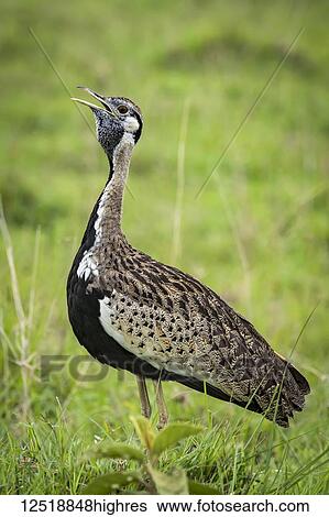 Stock Photograph - Black-bellied bustard (Lissotis melanogaster) with open beak in grass, Ngorongoro Crater; Tanzania. Fotosearch