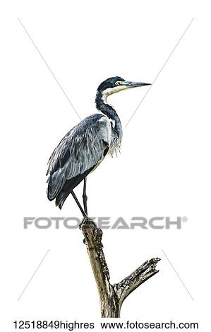 Stock Photograph - Black-headed heron (Ardea melanocephala) stands in profile on a forked tree stump against a cloudy, white sky. It has black and yellow eyes, a black-and-white head, grey beak and a mixture of black, white and grey feathers. Taken in Serengeti National.... Fotosearch