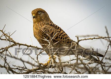 Stock Photograph - Black kite (Milvus migrans) perched in thorny acacia tree, Serengeti National Park; Tanzania. Fotosearch