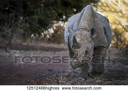 Stock Photograph - Black Rhinoceros (Diceros bicornis); Ethiopia. Fotosearch