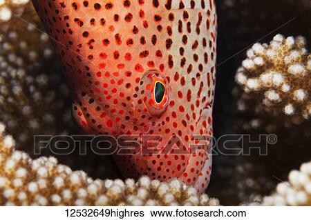 Black-sided Hawkfish (Paracirrhites forsteri) in coral; Island of Hawaii, Hawaii, United States of America View Large Photo Image Stock Photograph - Black-sided Hawkfish (Paracirrhites forsteri) in coral; Island of Hawaii, Hawaii, United States of America. Fotosearch