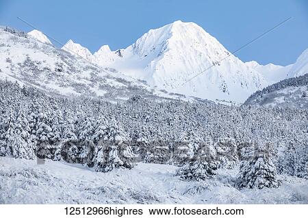 Stock Photograph - Black spruce trees covered in fresh snow blanketing the foreground with snow-covered rugged mountain peaks in the background, Turnagain Pass, South-central Alaska; Moose Pass, Alaska, United States of America. Fotosearch
