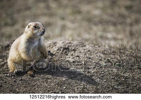 Stock Photograph - Black-Tailed Prairie Dog (Cynomys ludovicianus), Grasslands National Park; Saskatchewan, Canada. Fotosearch