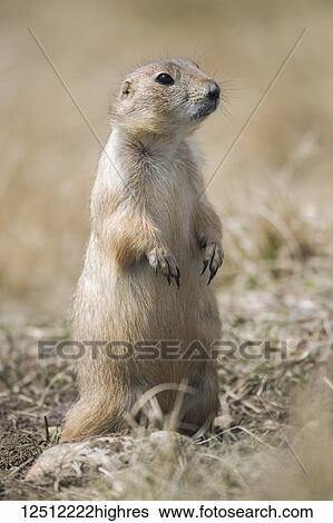Black-Tailed Prairie Dog (Cynomys ludovicianus), Grasslands National Park; Saskatchewan, Canada View Large Photo Image Stock Photograph - Black-Tailed Prairie Dog (Cynomys ludovicianus), Grasslands National Park; Saskatchewan, Canada. Fotosearch