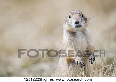 Stock Photograph - Black-Tailed Prairie Dog (Cynomys ludovicianus), Grasslands National Park; Saskatchewan, Canada. Fotosearch