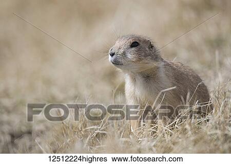 Stock Photograph - Black-Tailed Prairie Dog (Cynomys ludovicianus), Grasslands National Park; Saskatchewan, Canada. Fotosearch