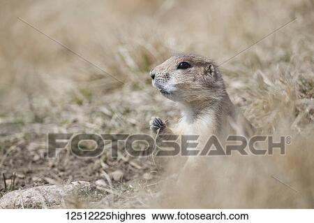 Stock Photograph - Black-Tailed Prairie Dog (Cynomys ludovicianus), Grasslands National Park; Saskatchewan, Canada. Fotosearch