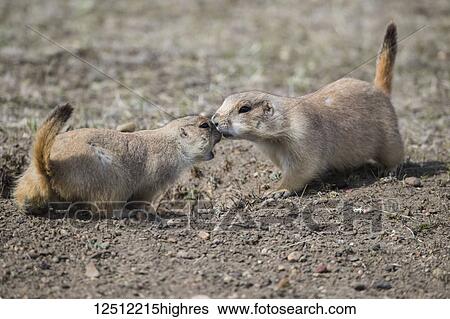 Stock Photograph - Black-Tailed Prairie Dogs (Cynomys ludovicianus), Grasslands National Park; Saskatchewan, Canada. Fotosearch
