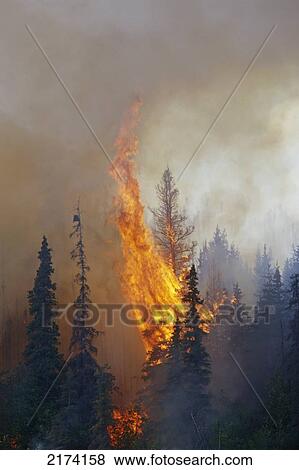 Blazing Forest Fire In Kenai Wildlife Refuge, Skilak Lake, Alaska, Summer. View Large Photo Image Stock Photo - Blazing Forest Fire In Kenai Wildlife Refuge, Skilak Lake, Alaska, Summer.. Fotosearch