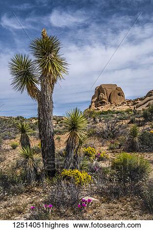 Stock Photograph - Blooming wildflowers and plants in Joshua Tree National Park; California, United States of America. Fotosearch