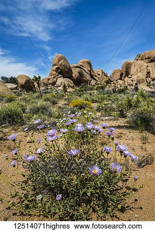 Stock Photograph - Blooming wildflowers such as the Mojave-aster (Xylorhiza tortifolia) in Joshua Tree National Park, California, U. Fotosearch