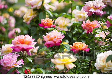 Stock Photograph - Blossoming roses; Boston, Massachusetts, United States of America. Fotosearch