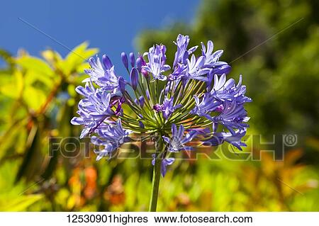Stock Photograph - Blue agapanthis; Waimea, Island of Hawaii, Hawaii, United States of America. Fotosearch